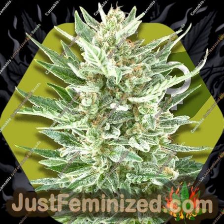 Vanilla Ice by Zambeza Seeds Cannabis Seeds For Sale at Just Feminized