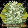 Vanilla Ice by Zambeza Seeds Cannabis Seeds For Sale at Just Feminized