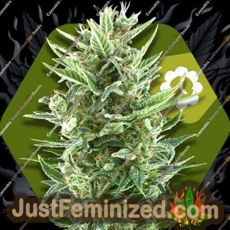 Vanilla Ice Auto by Zambeza Seeds Cannabis Seeds For Sale at Just Feminized
