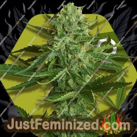 White Widow Haze by Zambeza Seeds Cannabis Seeds For Sale at Just Feminized