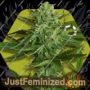 White Widow Haze by Zambeza Seeds Cannabis Seeds For Sale at Just Feminized