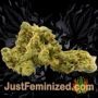 White Widow XL Auto by Zambeza Seeds Buds Weed Ganja Skunk Pot Reefer Dope Herb Pics Images