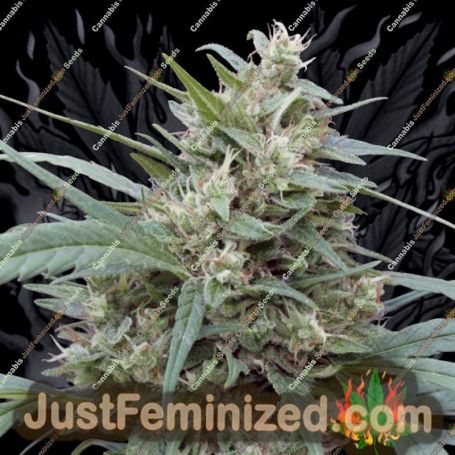 Cannape by Big Monster Seeds Cannabis Seeds For Sale at Just Feminized