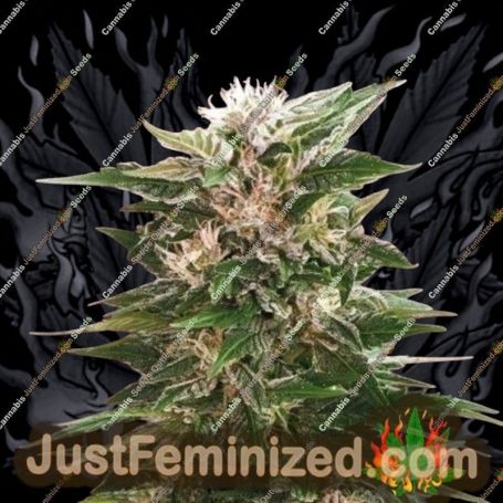 Kaya 47 by Advanced Seeds Cannabis Seeds For Sale at Just Feminized