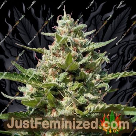 White Kush by Advanced Seeds Cannabis Seeds For Sale at Just Feminized