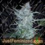 White Sirius Auto by Flash Seeds Cannabis Seeds For Sale at Just Feminized