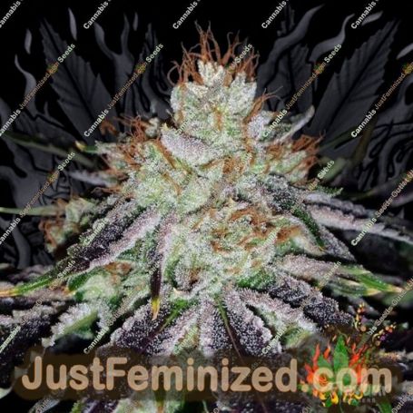 Alien Abduction by Flavour Chasers Cannabis Seeds For Sale at Just Feminized