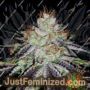 Alien Abduction by Flavour Chasers Cannabis Seeds For Sale at Just Feminized