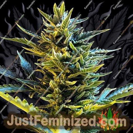 Bride Cake Auto by G13 Labs Cannabis Seeds For Sale at Just Feminized