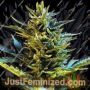 Bride Cake Auto by G13 Labs Cannabis Seeds For Sale at Just Feminized