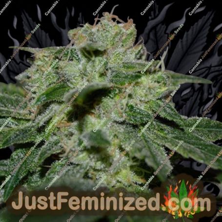 Chocolate Heaven by G13 Labs Cannabis Seeds For Sale at Just Feminized