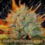 Gigabud by G13 Labs Cannabis Seeds For Sale at Just Feminized