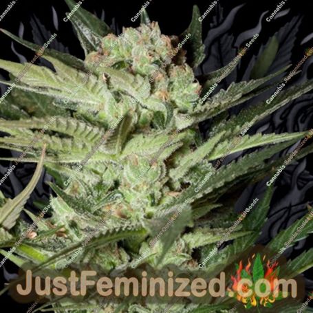 Mozarella by G13 Labs Cannabis Seeds For Sale at Just Feminized
