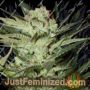 Mozarella by G13 Labs Cannabis Seeds For Sale at Just Feminized