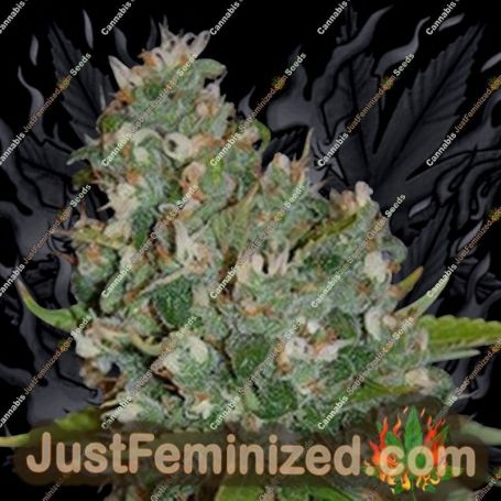 OG13 by G13 Labs Cannabis Seeds For Sale at Just Feminized