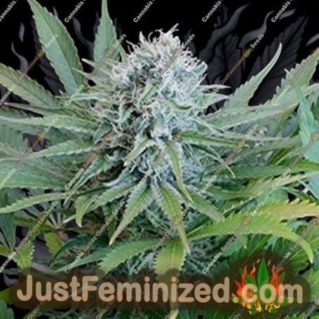 Peach Puree by G13 Labs Cannabis Seeds For Sale at Just Feminized