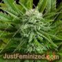 Pineapple Express Auto by G13 Labs Cannabis Seeds For Sale at Just Feminized