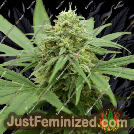 Pineapple Express No.2 by G13 Labs Cannabis Seeds For Sale at Just Feminized