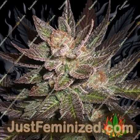Purple Haze by G13 Labs Cannabis Seeds For Sale at Just Feminized