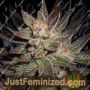 Purple Haze by G13 Labs Cannabis Seeds For Sale at Just Feminized