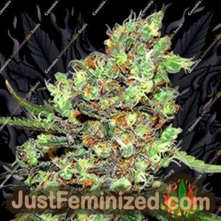 Skunk No.1 by G13 Labs Cannabis Seeds For Sale at Just Feminized