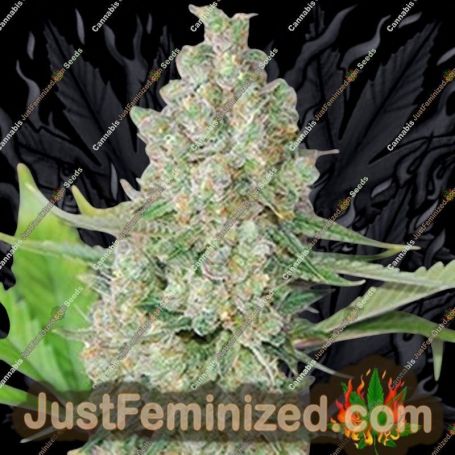 Super Skunk by G13 Labs Cannabis Seeds For Sale at Just Feminized