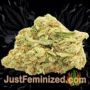 Super Skunk by G13 Labs Buds Weed Ganja Skunk Pot Reefer Dope Herb Pics Images