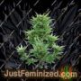 Buddha Haze Auto by Big Buddha Seeds Cannabis Seeds For Sale at Just Feminized