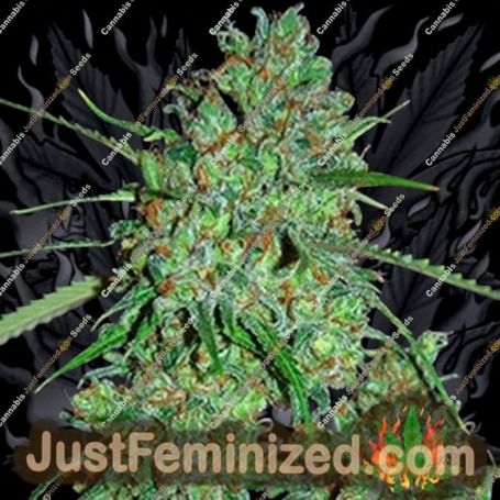 White Critical by G13 Labs Cannabis Seeds For Sale at Just Feminized