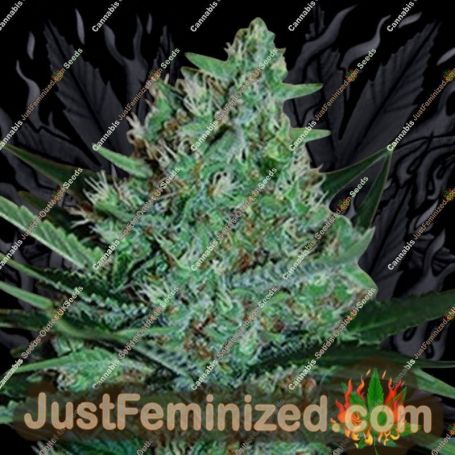White Lavender by G13 Labs Cannabis Seeds For Sale at Just Feminized