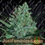 White Lavender by G13 Labs Cannabis Seeds For Sale at Just Feminized