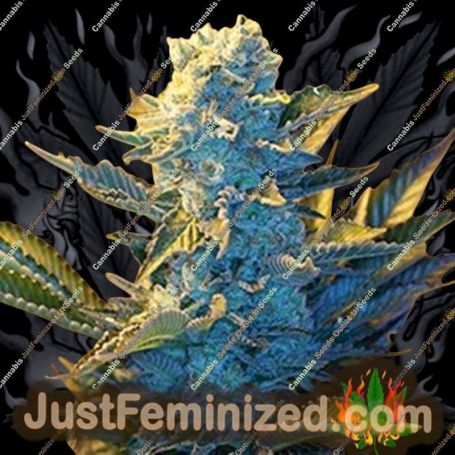 White Widow by G13 Labs Cannabis Seeds For Sale at Just Feminized