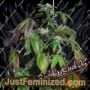Buddha Kush OG by Big Buddha Seeds Cannabis Seeds For Sale at Just Feminized