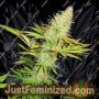 Blackberry Crumble by Sumo Seeds Cannabis Seeds For Sale at Just Feminized