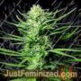 Cinderallas by Sumo Seeds Cannabis Seeds For Sale at Just Feminized