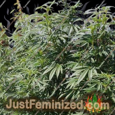Cold Thunder by Sumo Seeds Cannabis Seeds For Sale at Just Feminized