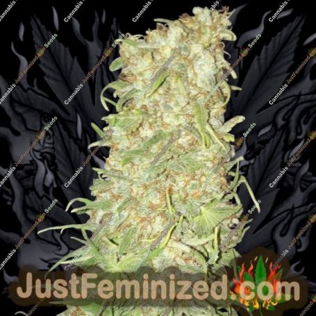 Frozen Tangie by Sumo Seeds Cannabis Seeds For Sale at Just Feminized