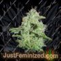 California Orange Cheese by Big Buddha Seeds Cannabis Seeds For Sale at Just Feminized