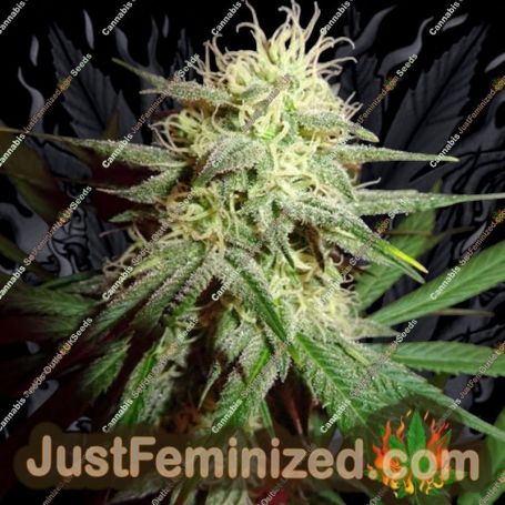 Thunderstruck by Sumo Seeds Cannabis Seeds For Sale at Just Feminized