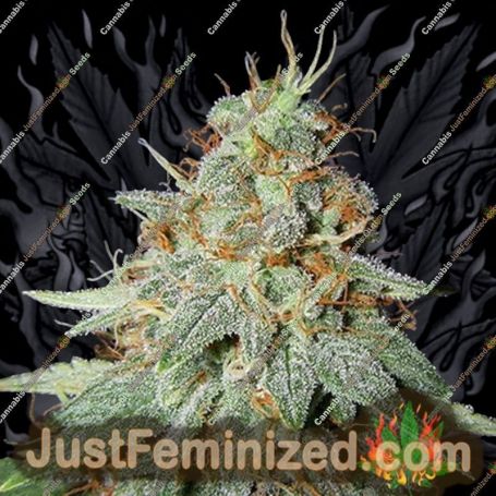 Cheese by Big Buddha Seeds Cannabis Seeds For Sale at Just Feminized