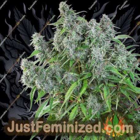 Frosty Friday by Super Sativa Seed Club Cannabis Seeds For Sale at Just Feminized