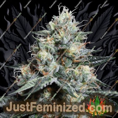 Lava Freeze by Super Sativa Seed Club Cannabis Seeds For Sale at Just Feminized