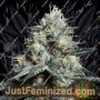 Lava Freeze by Super Sativa Seed Club Cannabis Seeds For Sale at Just Feminized