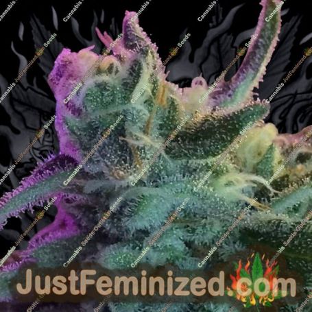 Mothers Tongue by TGA Seeds Cannabis Seeds For Sale at Just Feminized