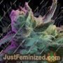Mothers Tongue by TGA Seeds Cannabis Seeds For Sale at Just Feminized