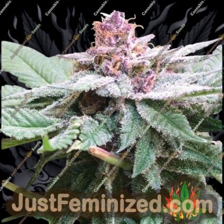 Bubba Kush x PCK by Ace Seeds Cannabis Seeds For Sale at Just Feminized