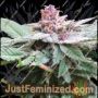 Bubba Kush x PCK by Ace Seeds Cannabis Seeds For Sale at Just Feminized