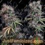 Ethiopia x Malawi by Ace Seeds Cannabis Seeds For Sale at Just Feminized