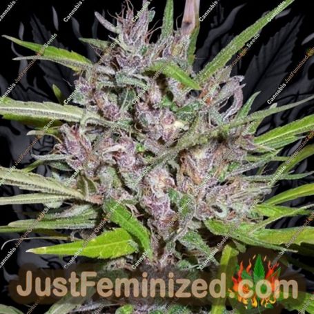 Honduras x Panama CBG by Ace Seeds Cannabis Seeds For Sale at Just Feminized