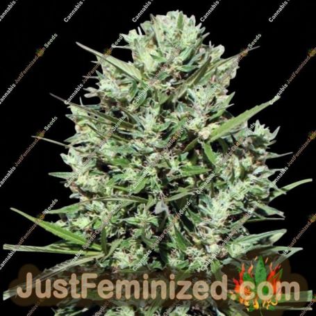 Morocco Beldia Kif by Ace Seeds Cannabis Seeds For Sale at Just Feminized